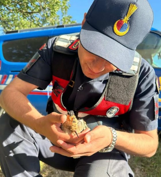 Bitkin ‘İbibik Kuşu’na Jandarma eli