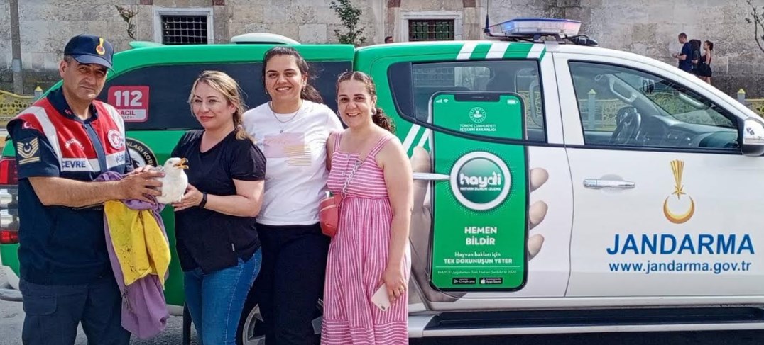 Yaralı martıya jandarma eli