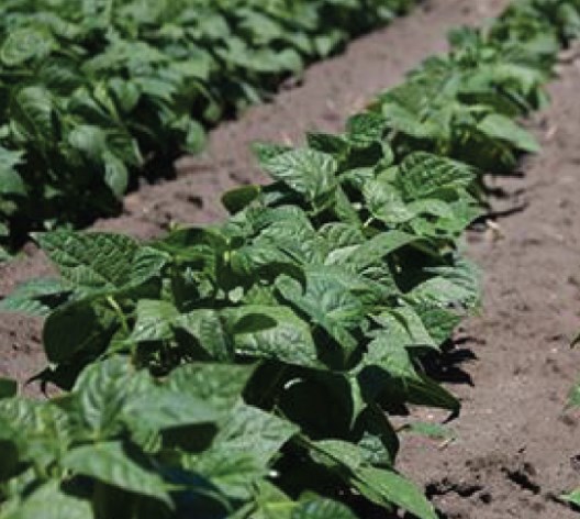 Mahmutköy Kuru Fasulyesi Türkiye’ye tanıtılacak