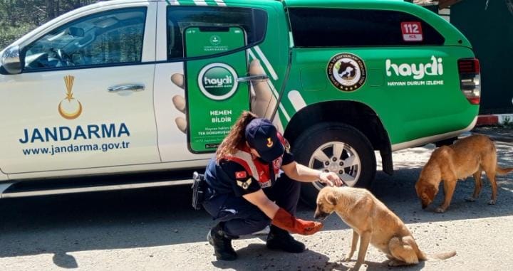 Jandarma ekipleri hayvanları besliyor