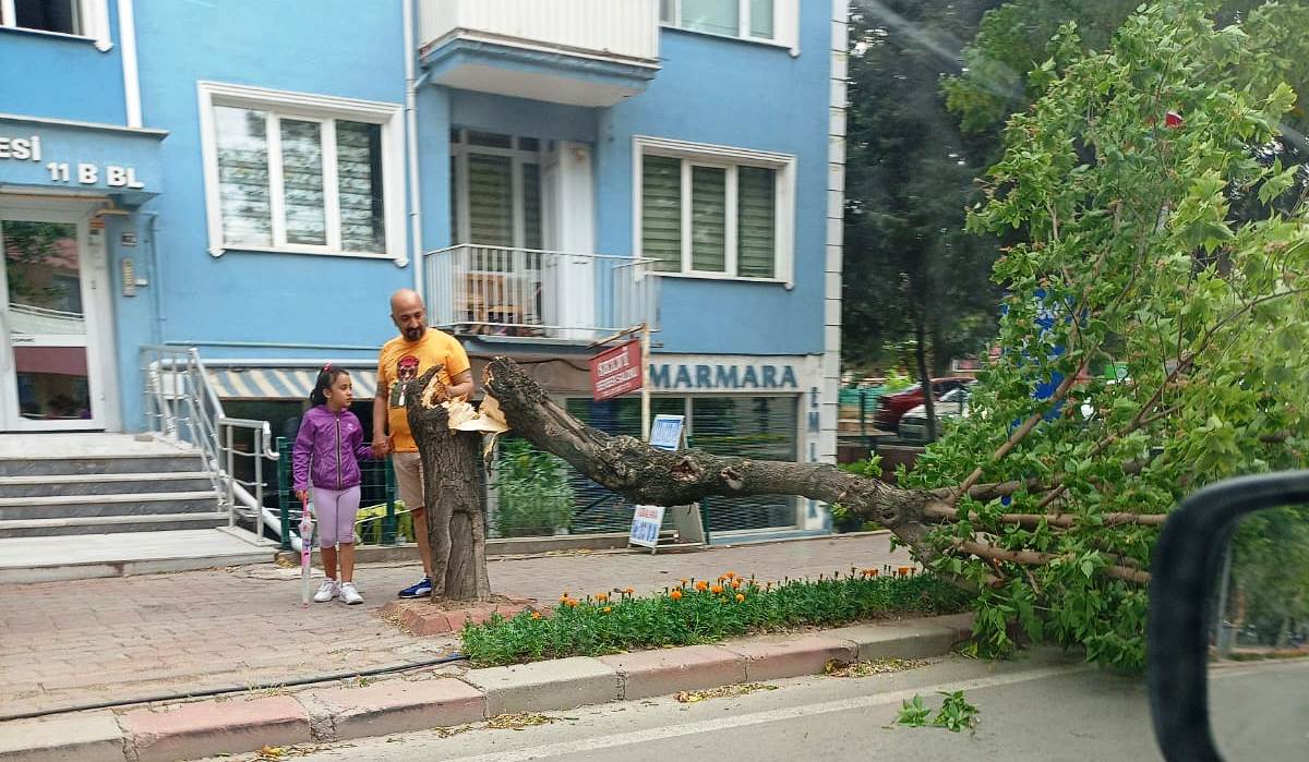 Ağaç şiddetli rüzgara dayanamadı