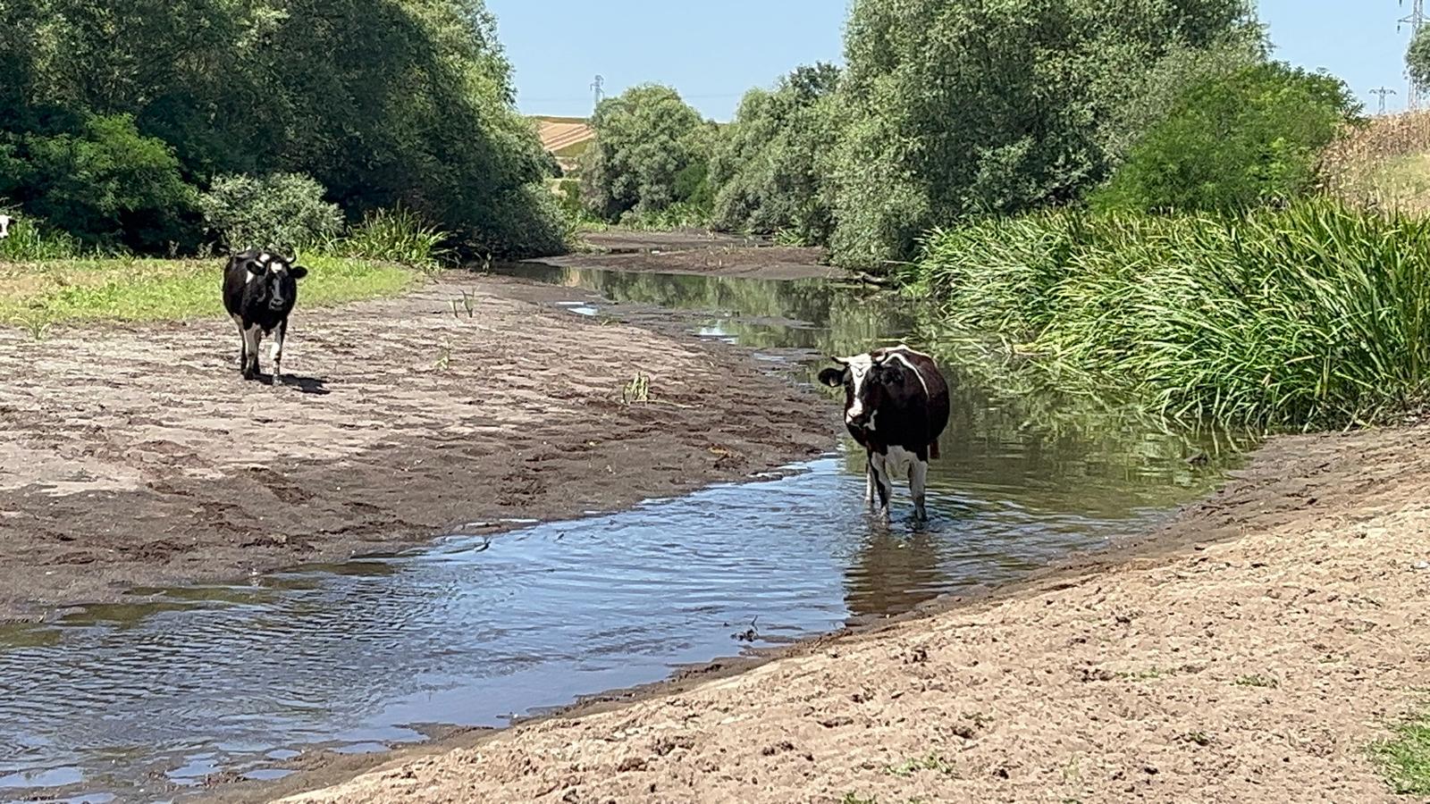 Tunca’da korkutan görüntü