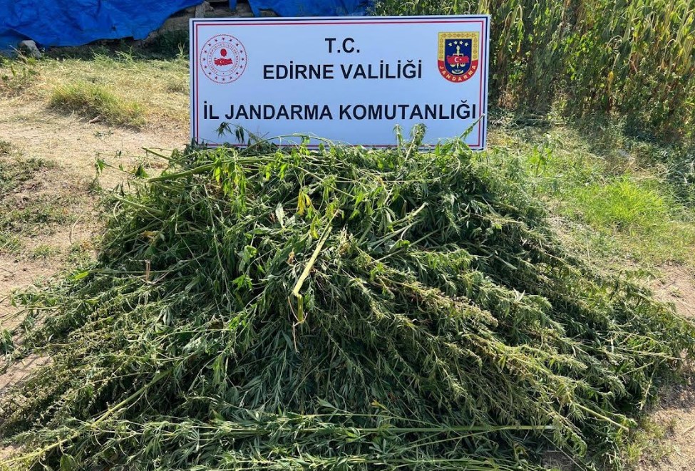 Bosnaköy’de kenevir operasyonu!