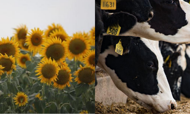 Çiftçiye kötü haber!