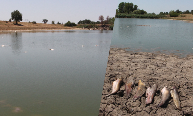 Sulama göletinde toplu balık ölümleri!