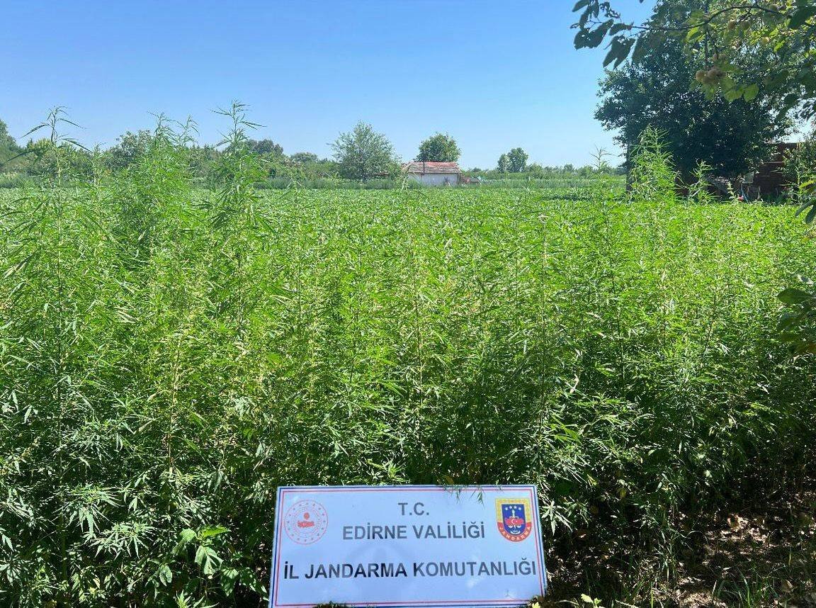 Tarlasında 6 bin kök kenevir yetiştirmiş!