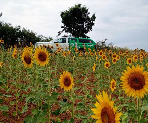 Jandarmadan ayçiçeği kontrolü