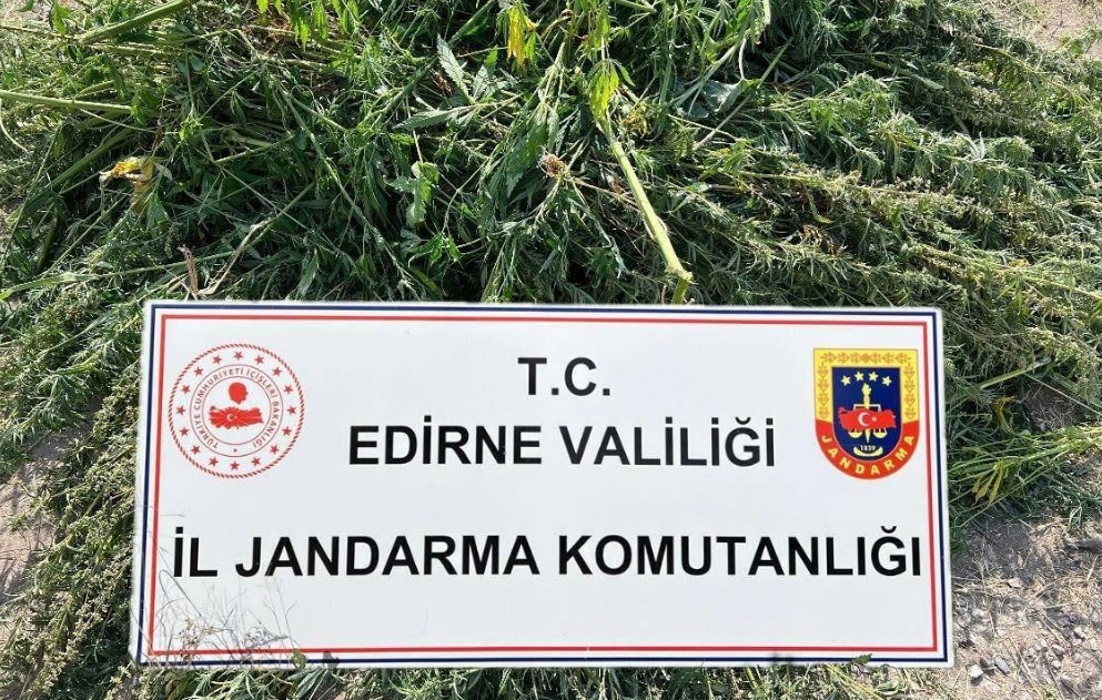 Sanki kenevir bahçesi!