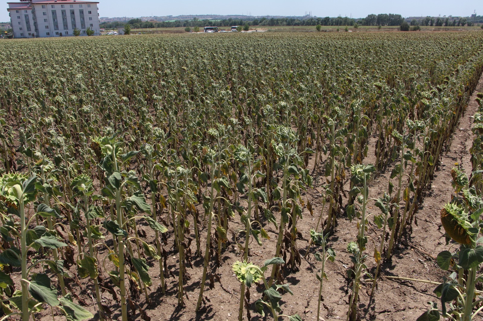 Kavurucu sıcaklar ayçiçeğini kuruttu