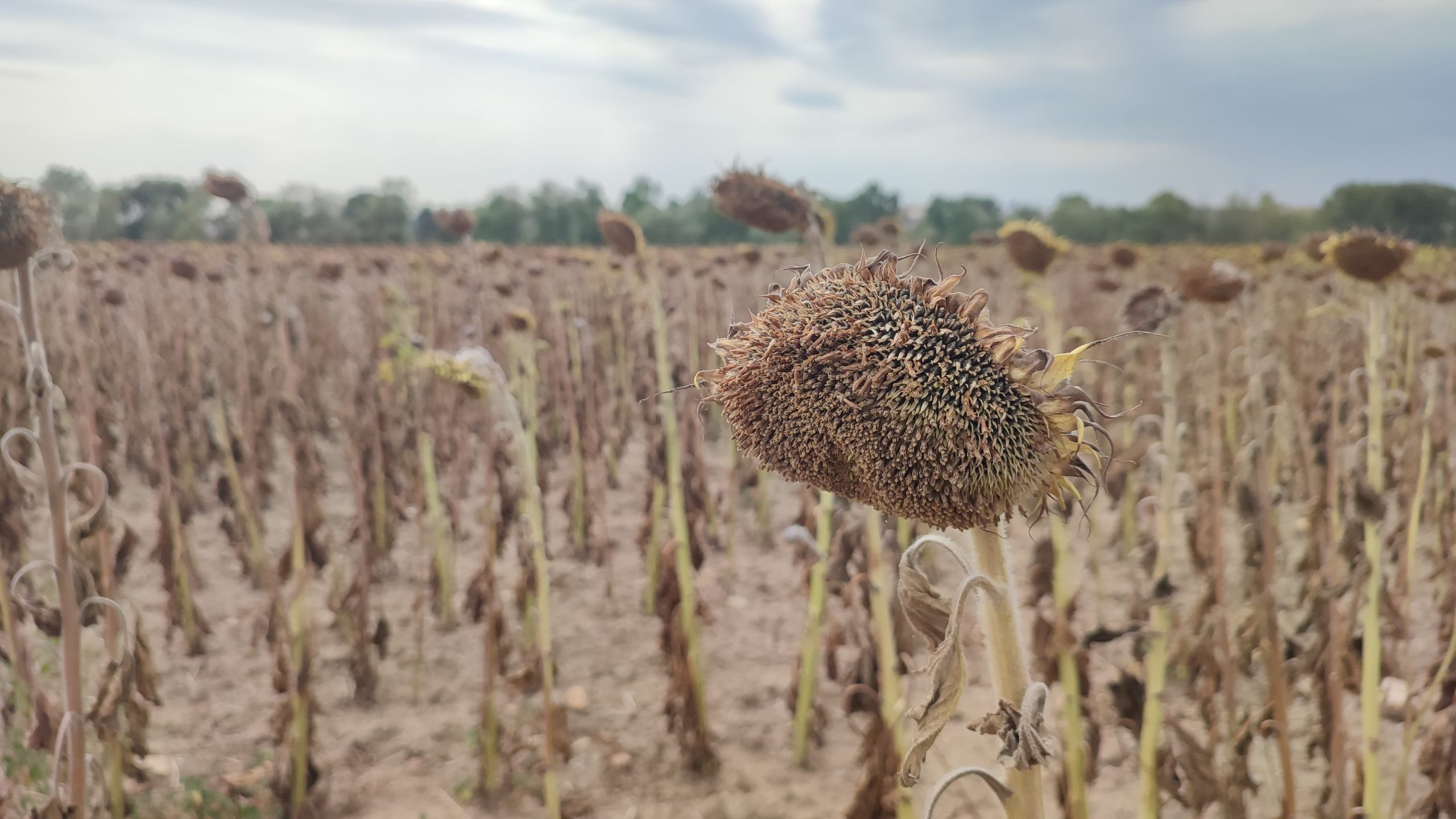 Bu sıcaklık ayçiçeğini de kavuruyor
