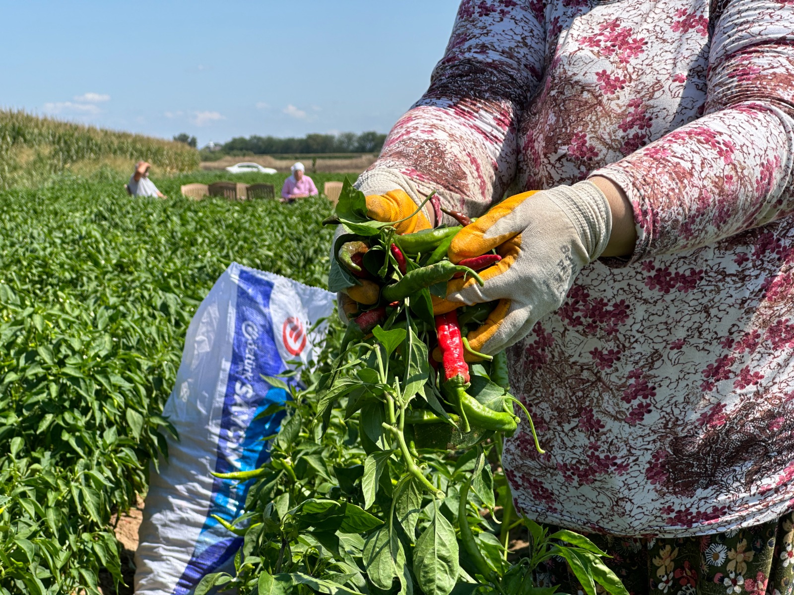 Tava ciğerinin ‘yol arkadaşı’ için hasat zamanı