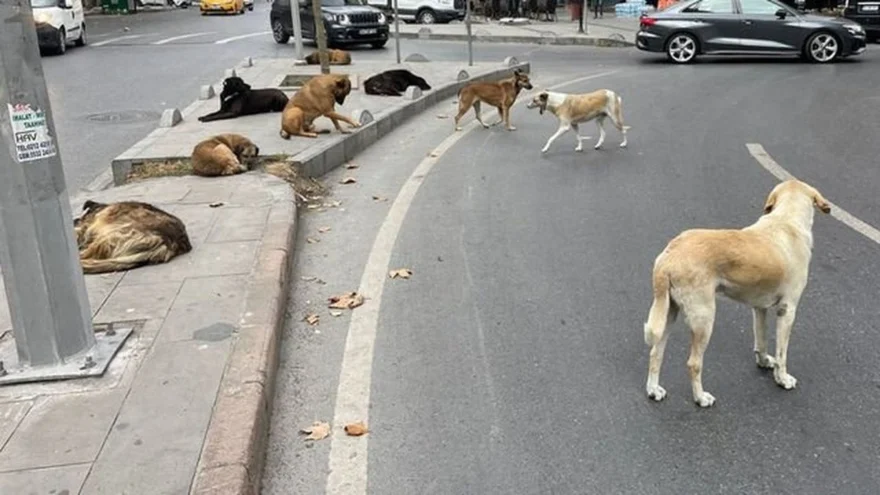 Başıboş köpeklere yönelik yasa teklifi mecliste!