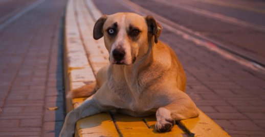 Başıboş köpek kanun teklifinin ilk 3 maddesi kabul edildi