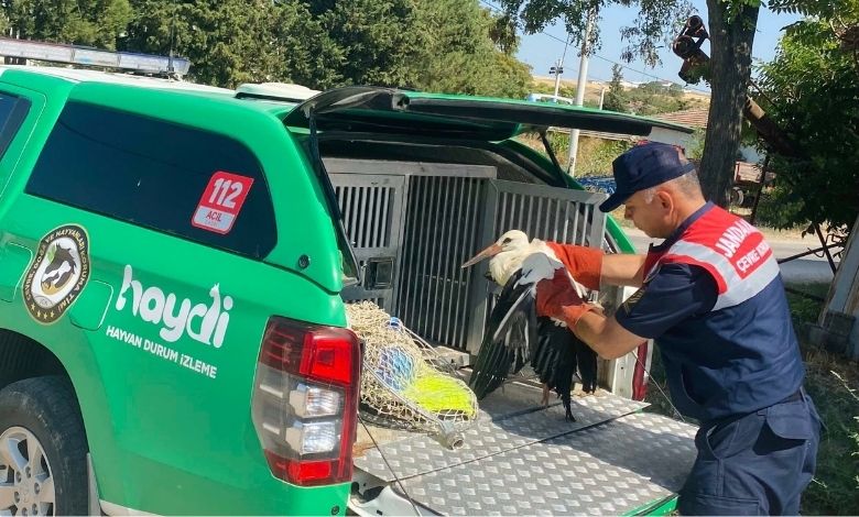 Yaralı leylek, ‘HAYDİ’ ihbarıyla kurtarıldı