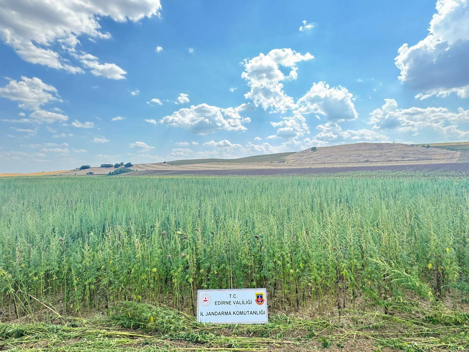 Avarız'da 4 milyon kök kenevir yetiştirmiş!