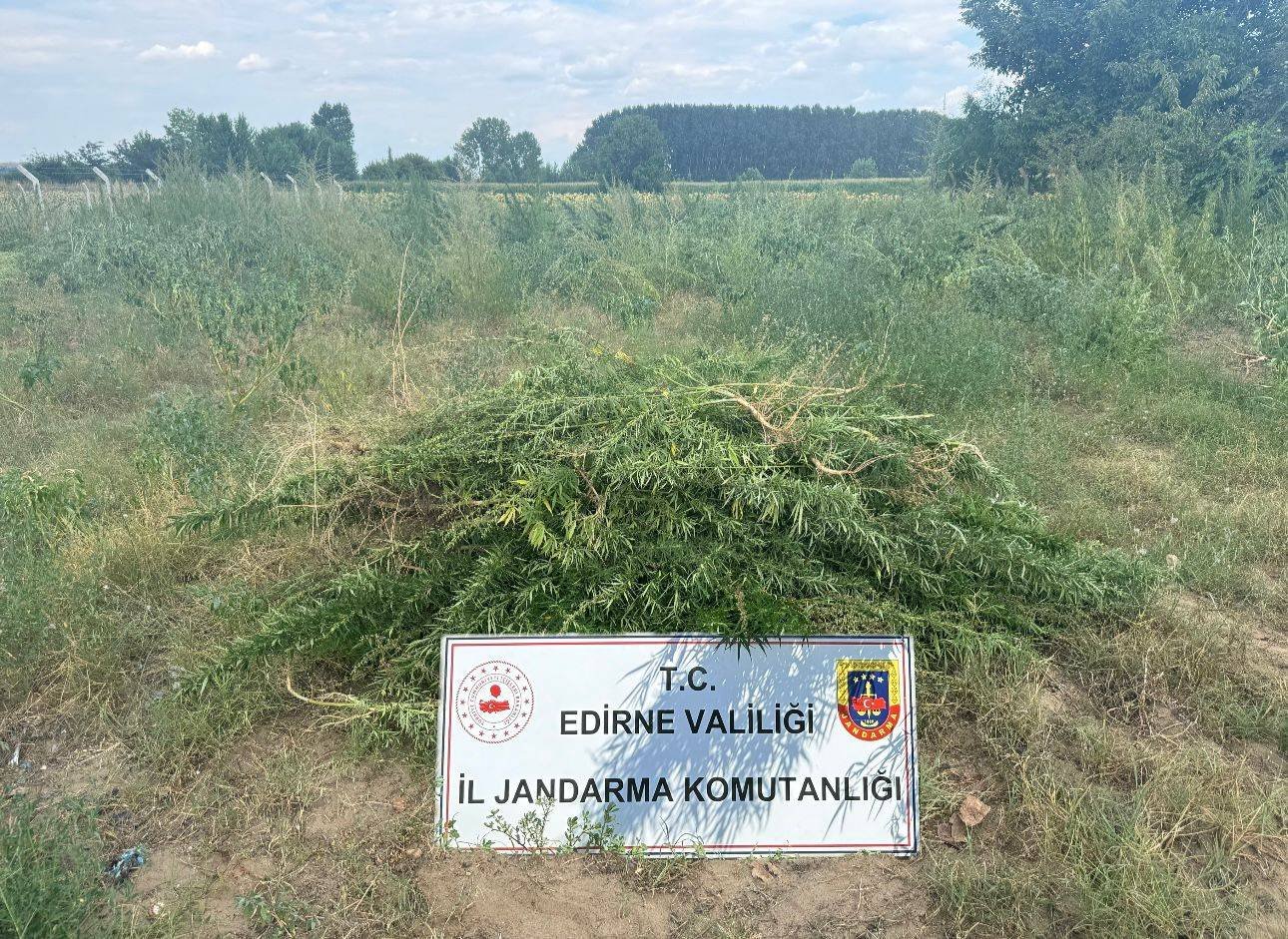 Zehir ekili tarlaya baskın