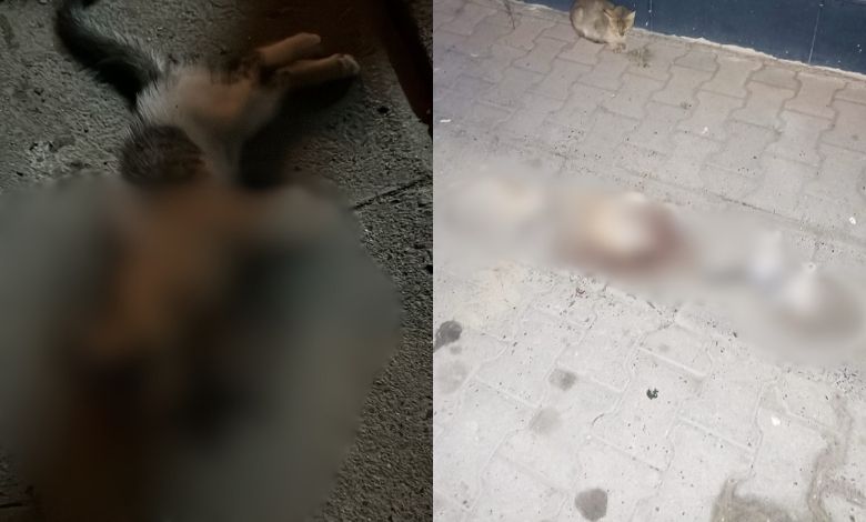 Uzunköprü'de bu sefer yavru kedi ölümü!
