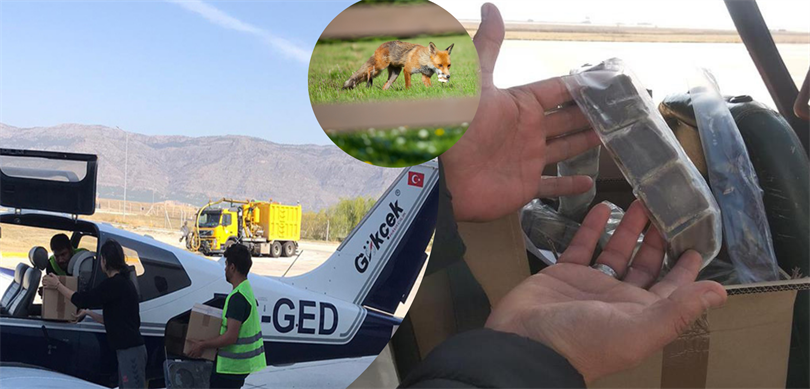 Kuduzla mücadelede havadan çözüm