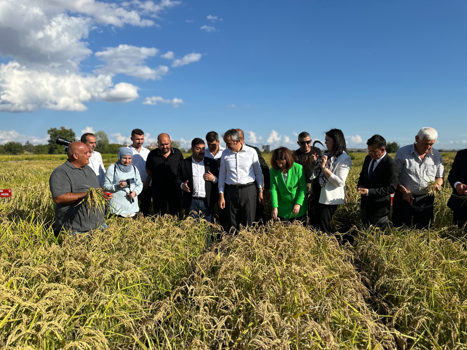 Yeni çeltik çeşitlerinde hasat zamanı