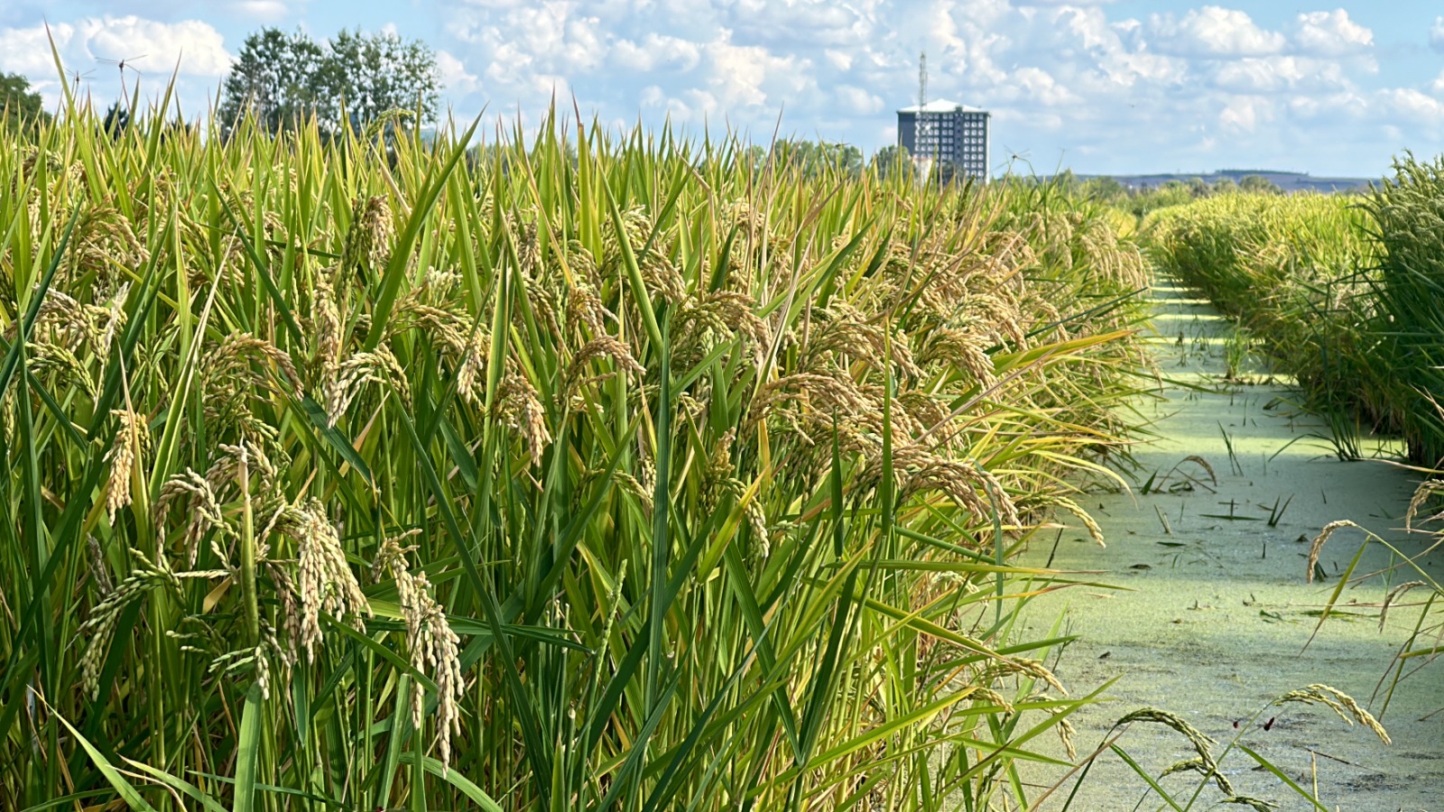 Çeltik ekiminde ‘yüzde 50’ sınırlama!