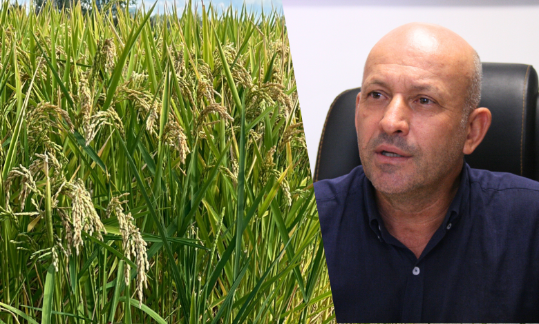 Çeltikte ‘beklentinin altında’ fiyat