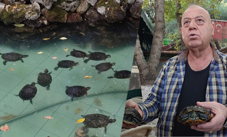 Sahiplendiği 18 kaplumbağaya işletmesinde bakıyor