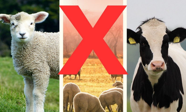 Hayvanlarda bulaşıcı hastalık tehlikesi