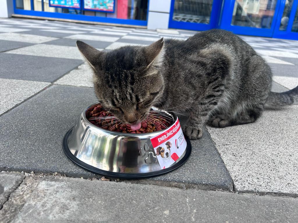 TREPAŞ, patili canları unutmuyor