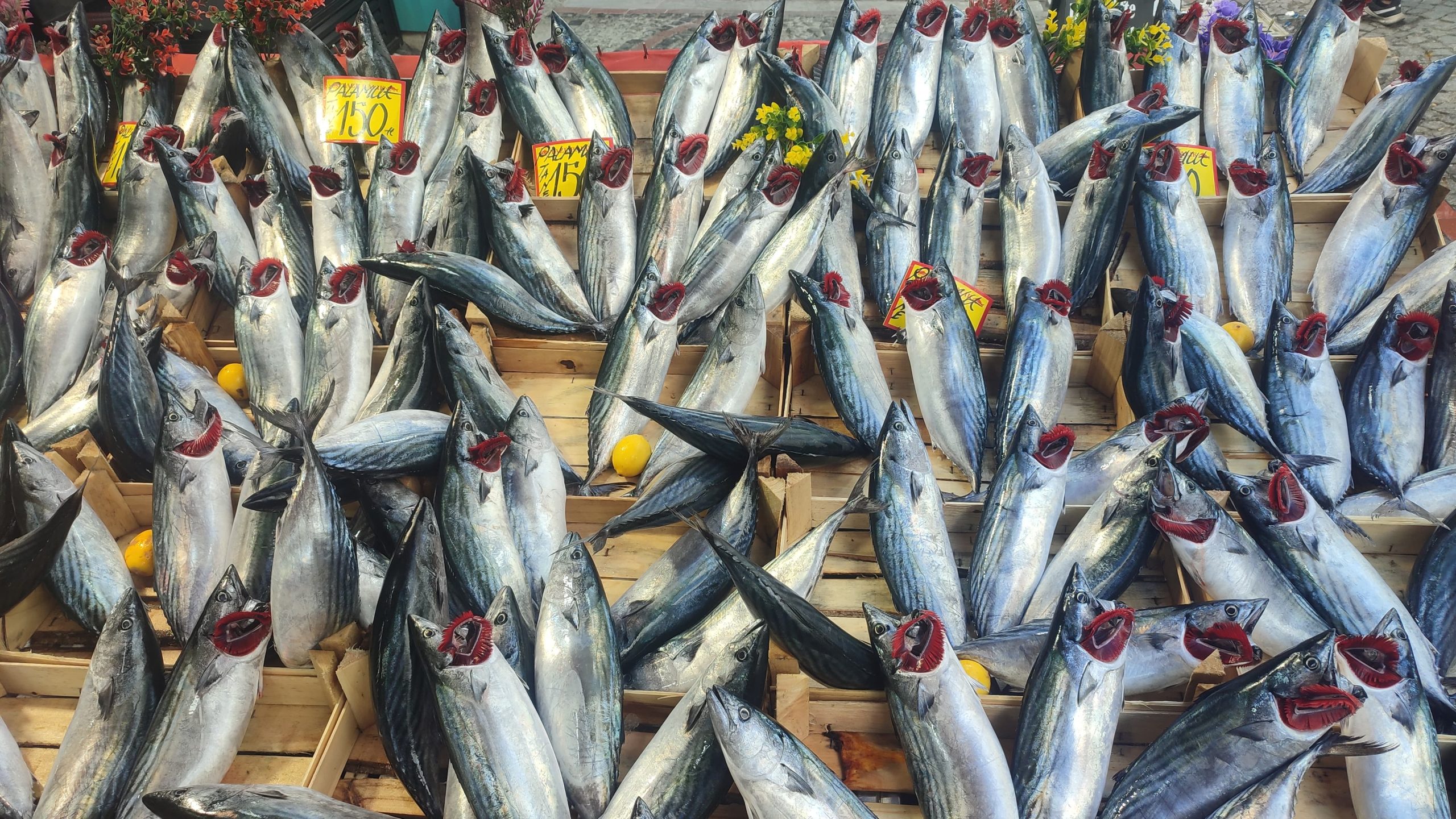 Palamutta bolluk sezonu