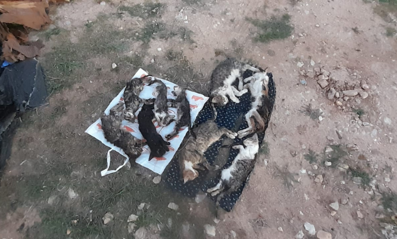 Kırklareli hayvan bakımevinde 17 hayvan öldü!