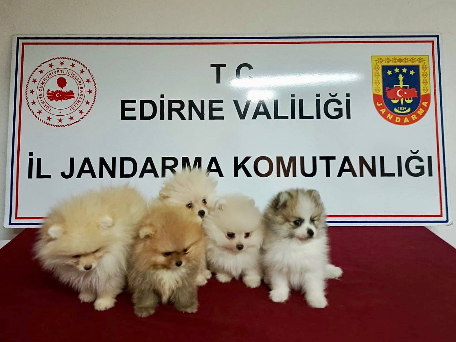 Komşunun aracında kaçak cins köpek çıktı!