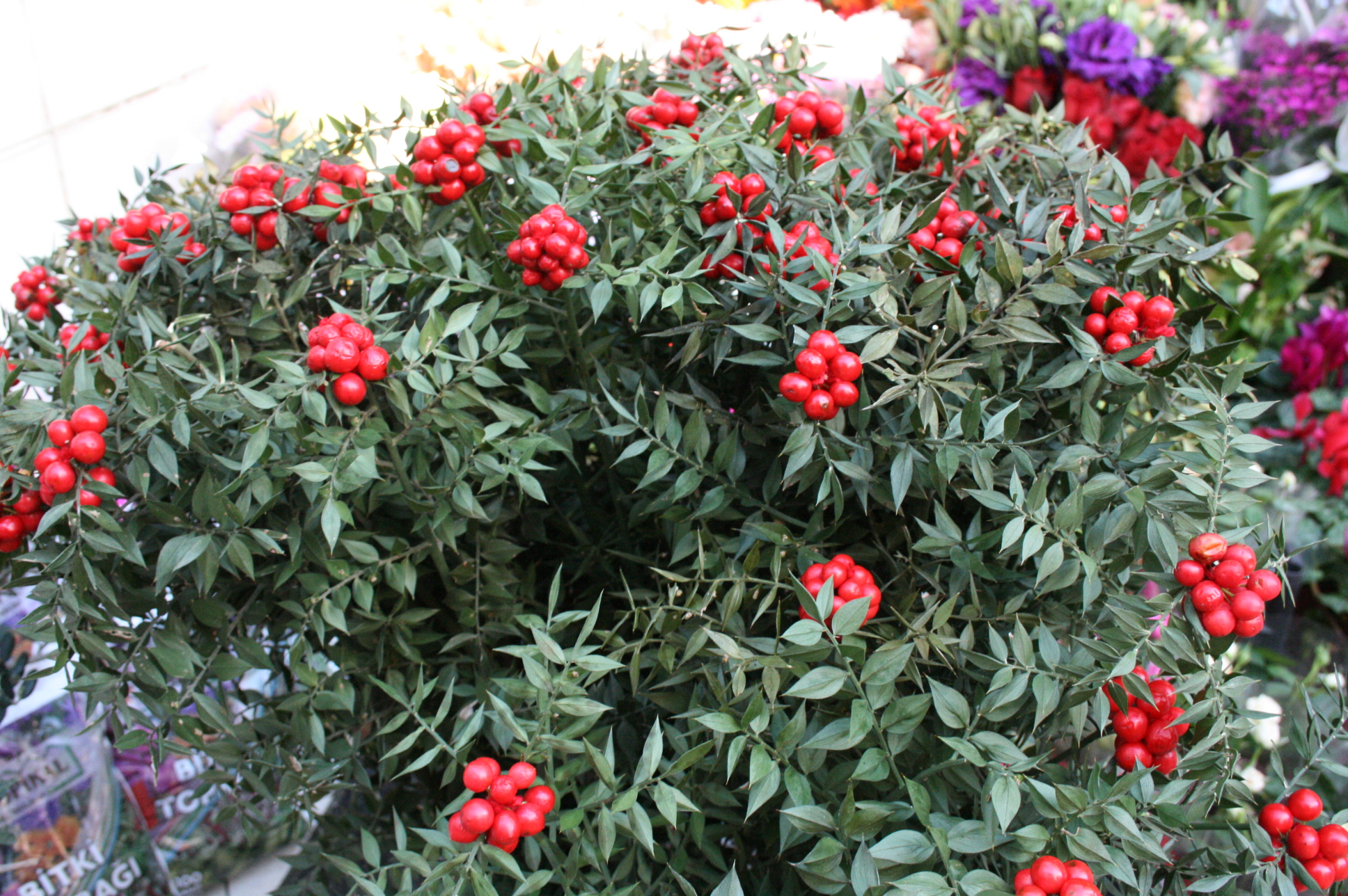 Yılbaşının şans çiçeği kokinaya yoğun ilgi