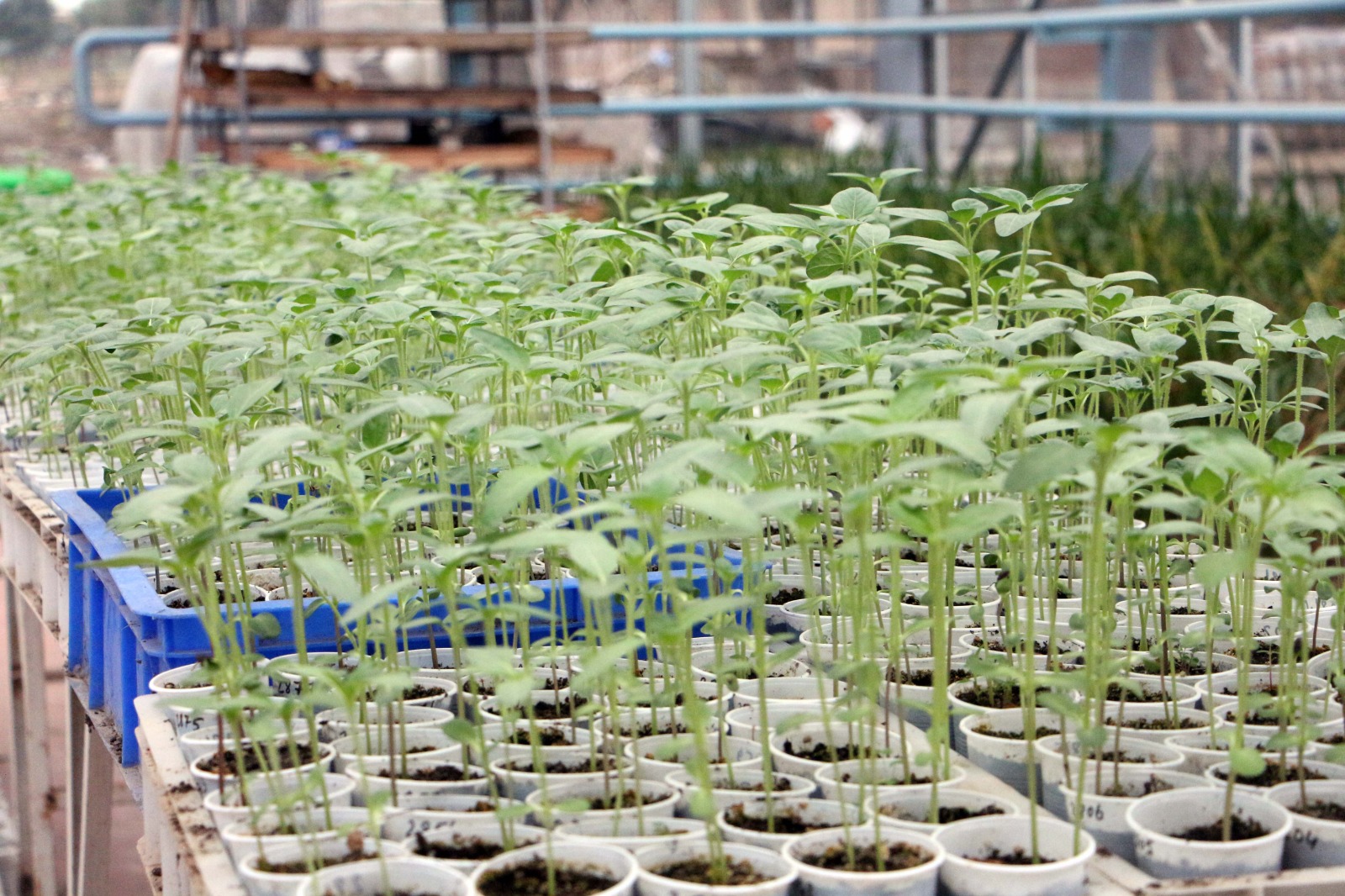 Kuraklığa ve hastalığa dayanıklı ayçiçeği tohumu!