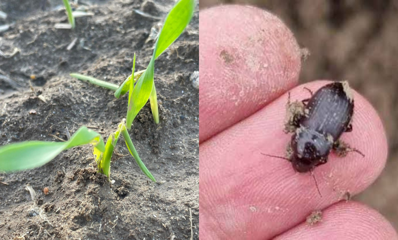 Buğday ve arpada 'kambur böceği' tehlikesi