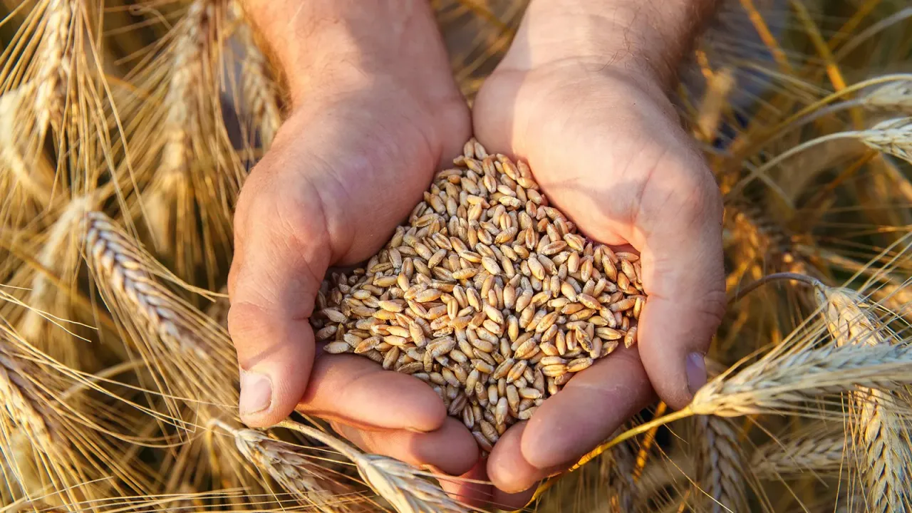 Ata tohumları Tarım Kredi marketlerinde satılacak