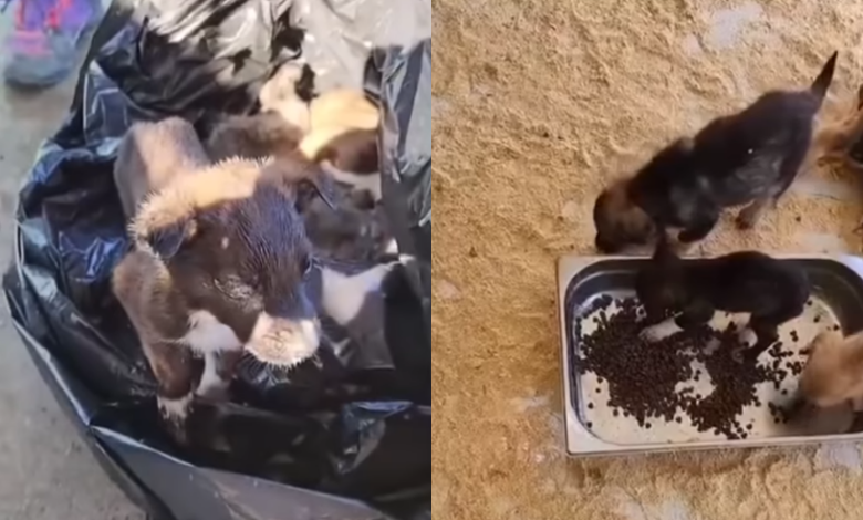 Yavru köpekleri çöpe attılar!