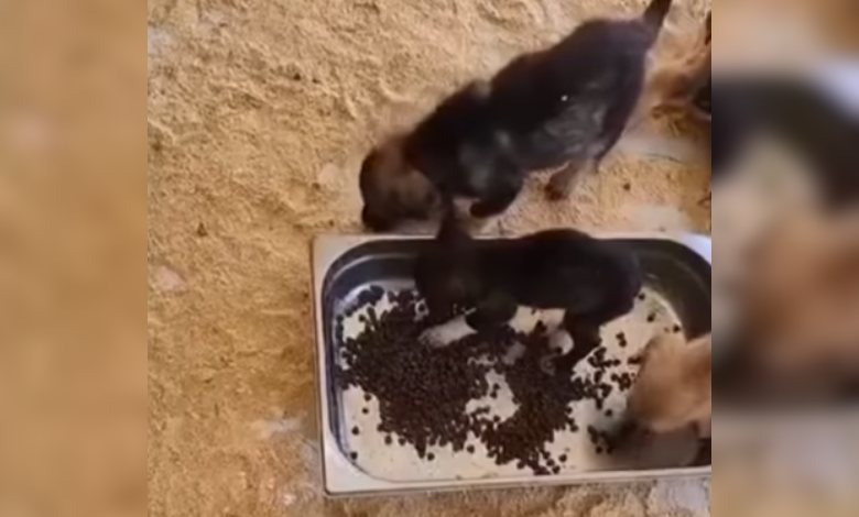 Yavru köpekleri çöpe atan şahıslar serbest bırakıldı!