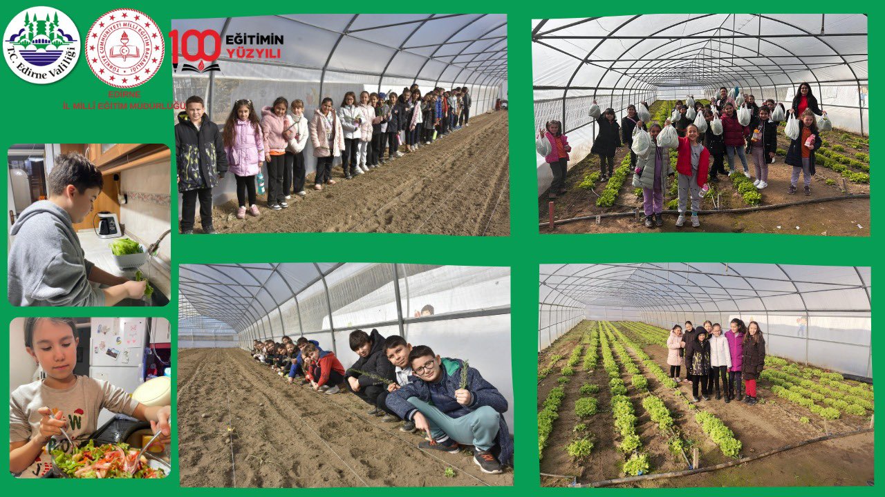 Çocuklardan marul hasatı