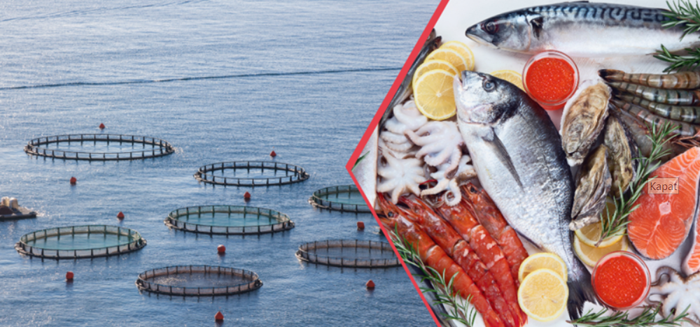 Su ürünleri ihtiyacında rekor