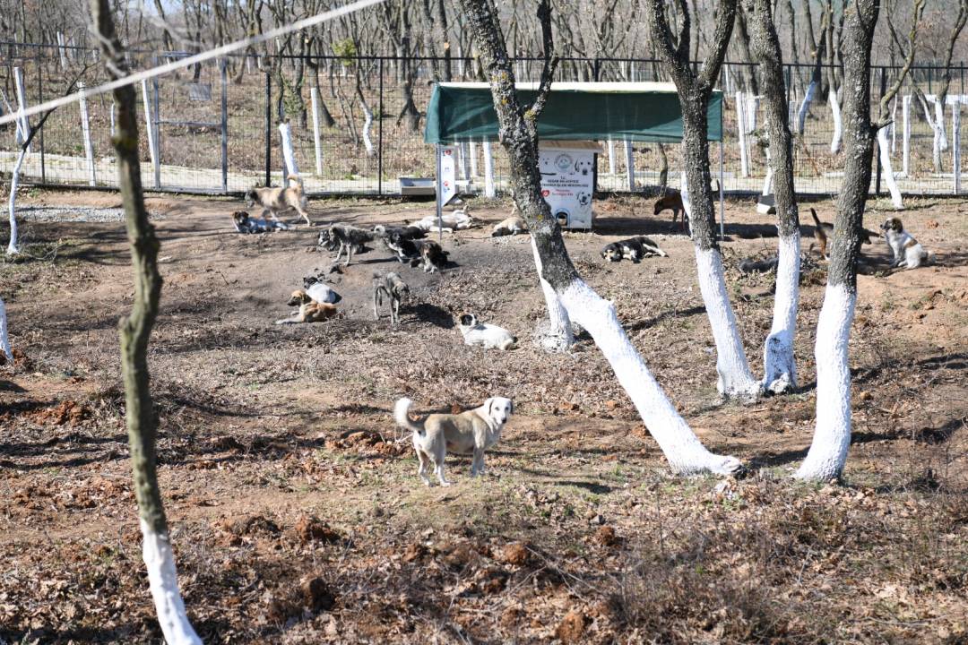 Keşan’da sahipsiz sokak hayvanları için proje