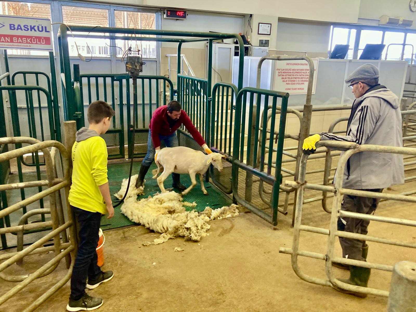 Küçükbaş üreticisine ‘kırkım’ eğitimi