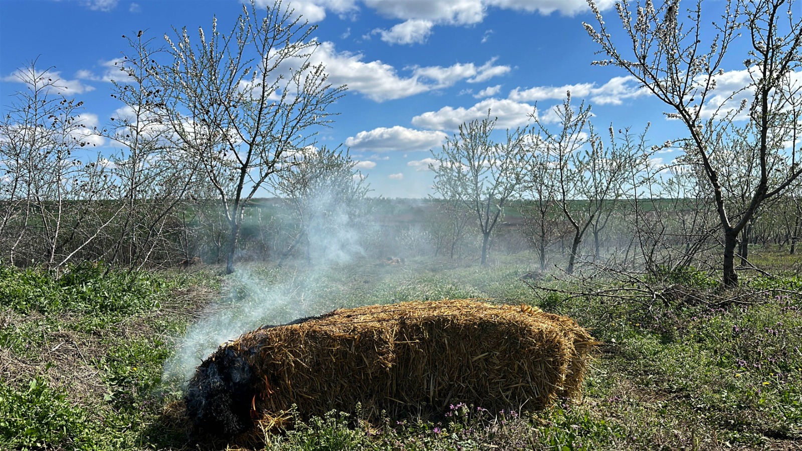 Badem üreticisinden soğuk havaya ‘duman’ önlemi