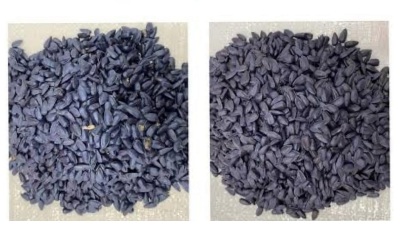 Çiftçiye 'sahte tohum' uyarısı