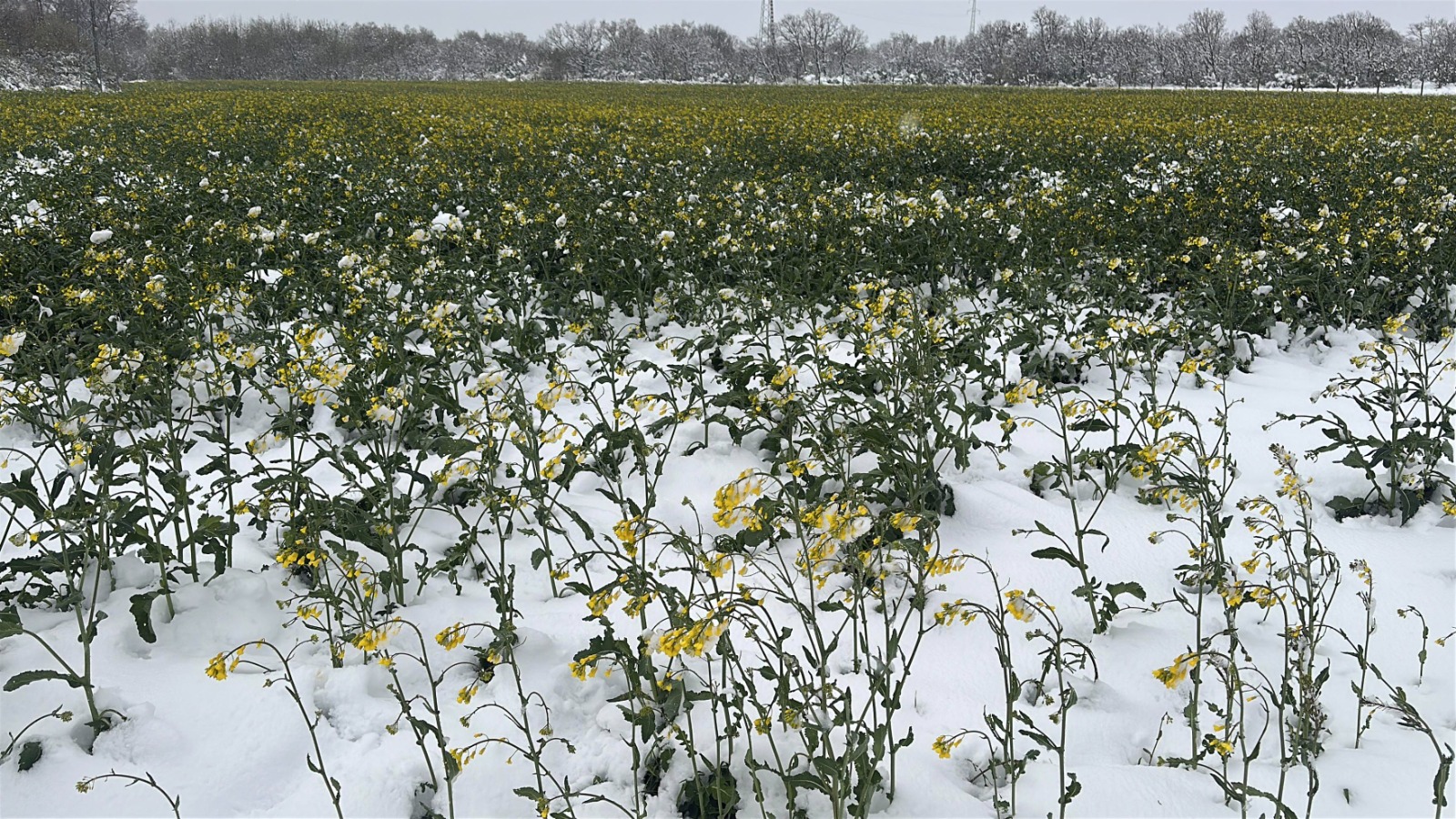 Sigortası bulunmayan üreticilere de 'zirai don' desteği verilecek