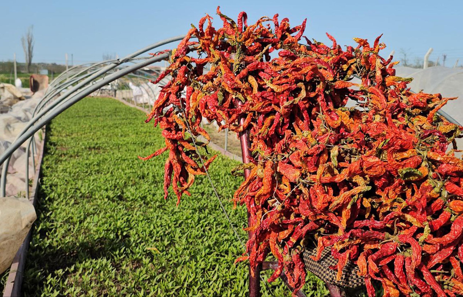 Karaağaç biberi fidesini de kendi yetiştiriyor