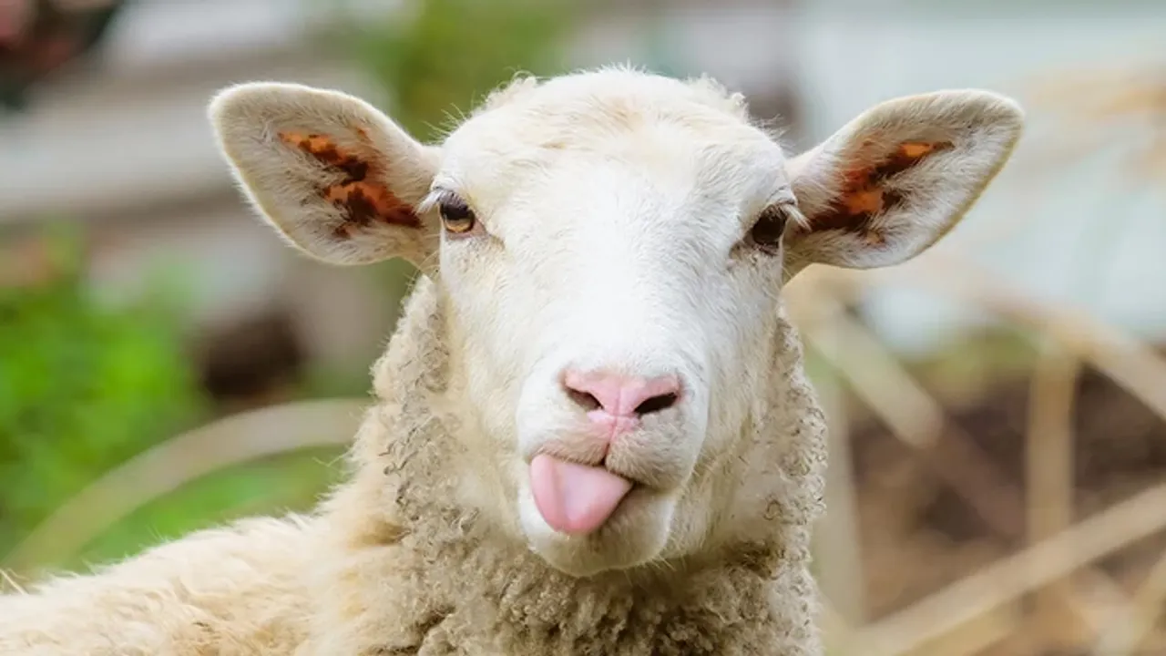 700 küçükbaş hayvan ihaleye çıkıyor