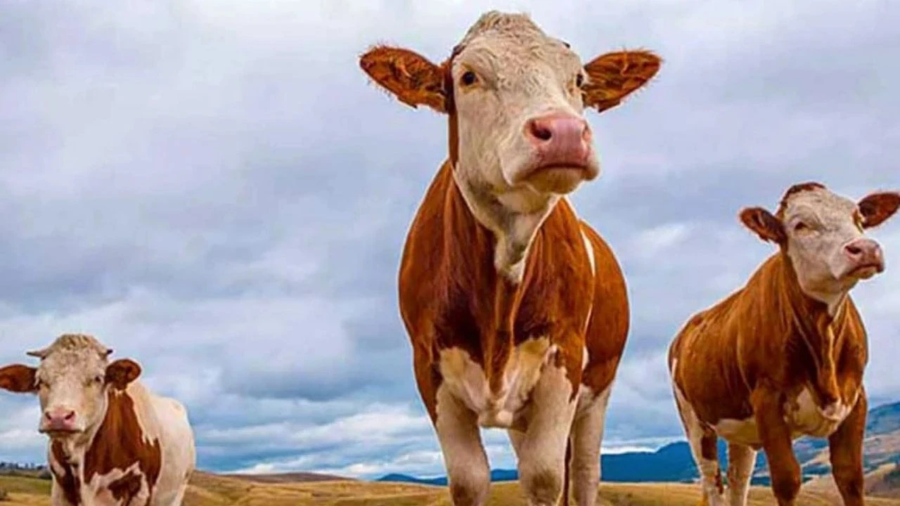 Vekaletle kurban kesim bedelleri açıklandı