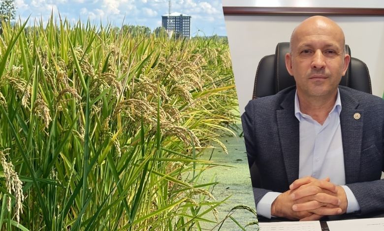 Çeltik üreticisinin ‘kuraklık’ kaygısı