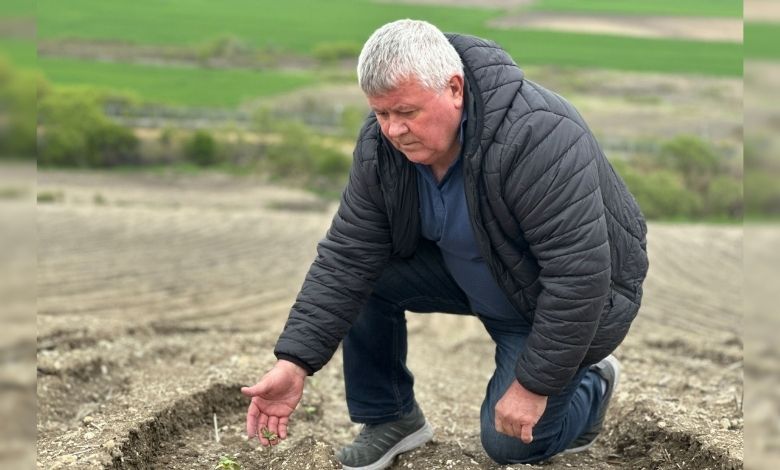 Dolu mağduru çiftçi vazgeçmiyor; 'İkinciye ekeceğiz'
