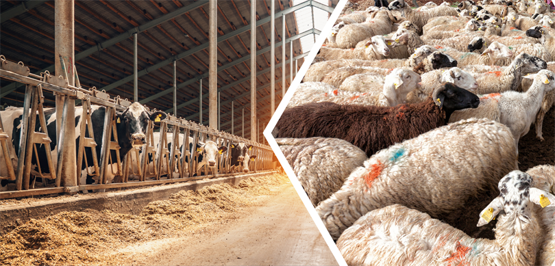 İşte kurbanlık baskül kilogram fiyatları!